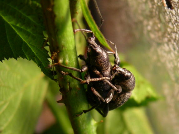 Otiorhynchus vehemens (cf.) - Curculionidae